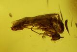 Three Detailed Fossil Flies (Diptera) In Baltic Amber #142222-2
